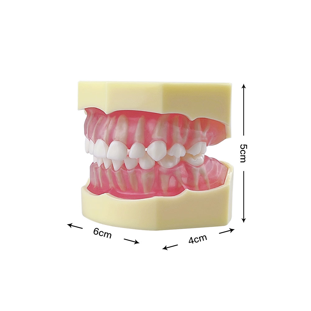 Modèle de dents de enfant rose