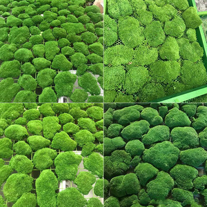 Fábrica al por mayor de <span class=keywords><strong>musgo</strong></span> de Interior de alta calidad conservado <span class=keywords><strong>musgo</strong></span> vivo seco pelo blanco <span class=keywords><strong>español</strong></span> <span class=keywords><strong>musgo</strong></span> de poste eterno para decoración de pared de la casa - Product Image 6