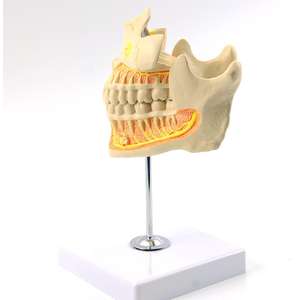Modèle d'enseignement éducatif Modèle de <span class=keywords><strong>dentition</strong></span> permanente <span class=keywords><strong>adulte</strong></span> pour l'enseignement dentaire - Product Image 5
