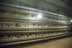 Sistema de Jaulas Automáticas para Pollos Tipo H con Capacidad para 20000 Aves, Jaulas de Batería para Gallinas Ponedoras con Cinta Transportadora de <span class=keywords><strong>Huevos</strong></span> - Product Image 2