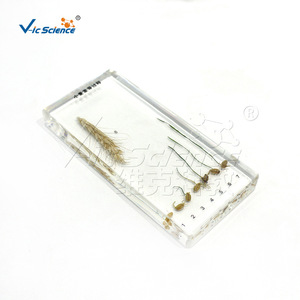 มาตรฐานกระบวนการงอกของเมล็ดข้าวสาลี VIC2610 - อุปกรณ์การสอนที่แนะนำสำหรับพืชวิทยาศาสตร์ยอดนิยม - Product Image 1