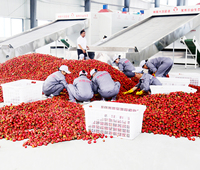 20 Ton Capaciteit Roestvrijstalen Gaasbanddroger Automatische Fruitkruidendroger Machine Voor Palmdatum Khajoor Khajur Sleutelversnelling