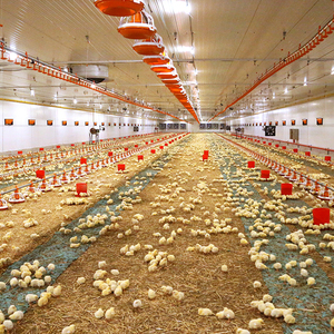 Pluimveehouderij Volledig Automatisch Voersysteem Kippenvoederbak Systeem voor Broilerkippenstal - Product Image 4