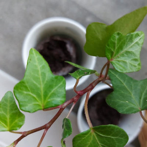 Confezione da 500 vasetti per piantare alberi, piantiamo 5000 alberi in più - Product Image 5