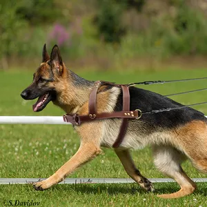 Coleira de couro para cachorro, coleira de peitoral para cães como pastor alemão, produto para adestramento