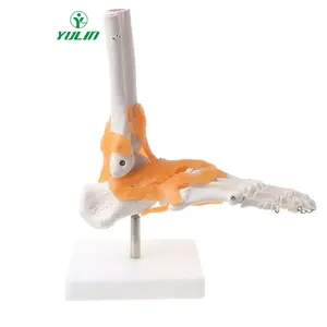 Foot Joint Model with Ligaments Foot and Ankle Model Foot Anatomy Model Life Size for Teaching Demonstration