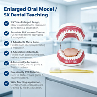 Modelo Dental de 28 Dientes con Aumento 5X, Apertura Bucal Ajustable y Cepillo para Prácticas de Limpieza Dental, CE ISO ROHS CNAS