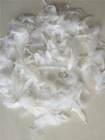 Plume de coquille d'oie naturelle de 2 à 3 pouces de haute qualité à prix compétitif pour la décoration, vente en gros de plumes de premier choix en Chine