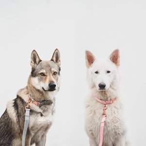 Collier de chien à motifs de luxe populaire Logo personnalisé collier de chien à boucle en métal en cuir PU durable avec support de sac de merde de chien - Product Image 6