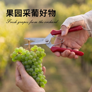 Stainless Steel <b>Garden</b> Pruning Shears <b>Set</b> Straight And Curved Head Household Fruit Pruning <b>Tools</b> Manual Operation - Product Image 3