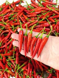 Fresh Red Green Chili Export Vietnam | Fábrica de proveedor mayorista de pimientos picantes orgánicos de alta calidad - Product Image 5