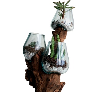 Clear Desktop Round Vases Fish <strong>Terrarium</strong> Glass Bowl Jar <strong>Terrarium</strong> DIY <strong>Kit</strong> With Two Plants Other Landscaping Decking - Product Image 1