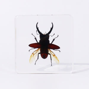 Echt Dier Kristal Blok Echt Insect Hert Kever Hars Specimen Collectie Voor Kinderen - Product Image 2