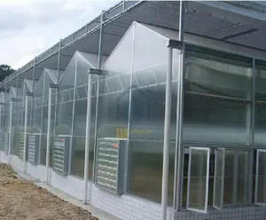 상업 온실 비용 농업 Venlo 야채 폴리 카보네이트 수경법 온실 철강 구조 판매