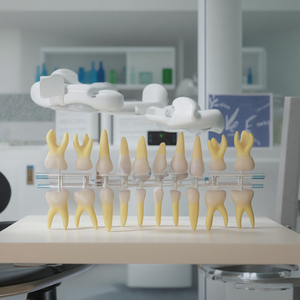 Modelo dental <span class=keywords><strong>de</strong></span> plástico primario dientes humanos modelo <span class=keywords><strong>de</strong></span> <span class=keywords><strong>enseñanza</strong></span> anatómica Modelo <span class=keywords><strong>de</strong></span> Educación <span class=keywords><strong>de</strong></span> <span class=keywords><strong>Ciencias</strong></span> Médicas - Product Image 2