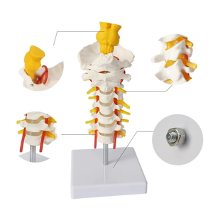 Modèle de colonne cervicale avec tige cérébrale FRT041, articulé flexible, vertèbres cervicales à 7 segments, modèle anatomique monté sur un support - Product Image 1