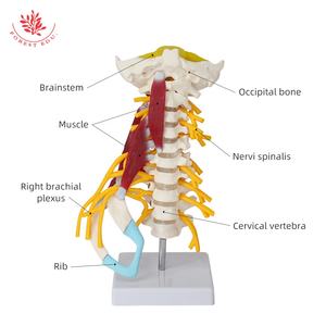 Model tulang belakang serviks manusia FRT040 dengan otot, syaraf, corong, pengajaran obat tulang belakang, dan Model tulang yang dapat dilepas - Product Image 5