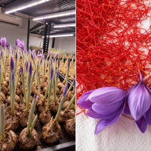 Natural Airflow <b>Light</b> Blocking Insulated Container Equipped with Bolt-Assembled Growing Racks for Commercial Saffron Farming - Product Image 3