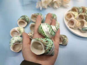Coquille d'escargot naturelle décorative, coquille de conque à vendre-bon <span class=keywords><strong>prix</strong></span> pour l'artisanat, les bijoux, la décoration, <span class=keywords><strong>le</strong></span> cadeau - Product Image 5