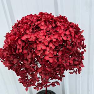 Venta al por mayor Hortensia seca Flores secas Crema <span class=keywords><strong>grande</strong></span> Conservas Plantas Preservar Hortensias grandes Cabeza de flor Blanca Anna Hortensia - Product Image 5