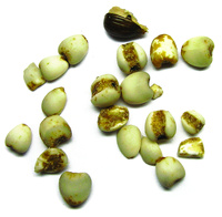 Quatre pilules Marvel, 100 capsules (rapport d'extrait 5:1), complément alimentaire à base de plantes Si Miao Wan, élimine l'humidité et la chaleur, résout les problèmes de chaleur