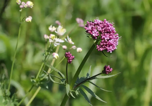 Лидер продаж, 100% чистый натуральный, высокое качество, растительный экстракт валерианы, порошок, экстракт корня валерианы, порошок - Product Image 2