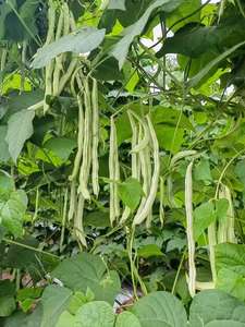 <span class=keywords><strong>Engrais</strong></span> foliaire à prix d'usine, extrait d'<span class=keywords><strong>algues</strong></span> <span class=keywords><strong>marines</strong></span>, acide alginique, <span class=keywords><strong>engrais</strong></span> naturel pour l'agriculture, oligosaccharide d'<span class=keywords><strong>algues</strong></span> brunes - Product Image 4