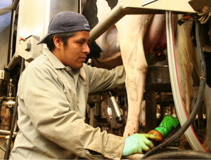 Gobelet de trempage des mamelons non réutilisable 300 ml avec échelle graduée pour la désinfection des mamelons des vaches avant et après l'allaitement - Product Image 5