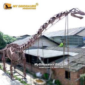 MY DINO Musée Exposition Taille Réelle <span class=keywords><strong>Grand</strong></span> Dinosaure Argentinasaurus Squelette à vendre - Product Image 2