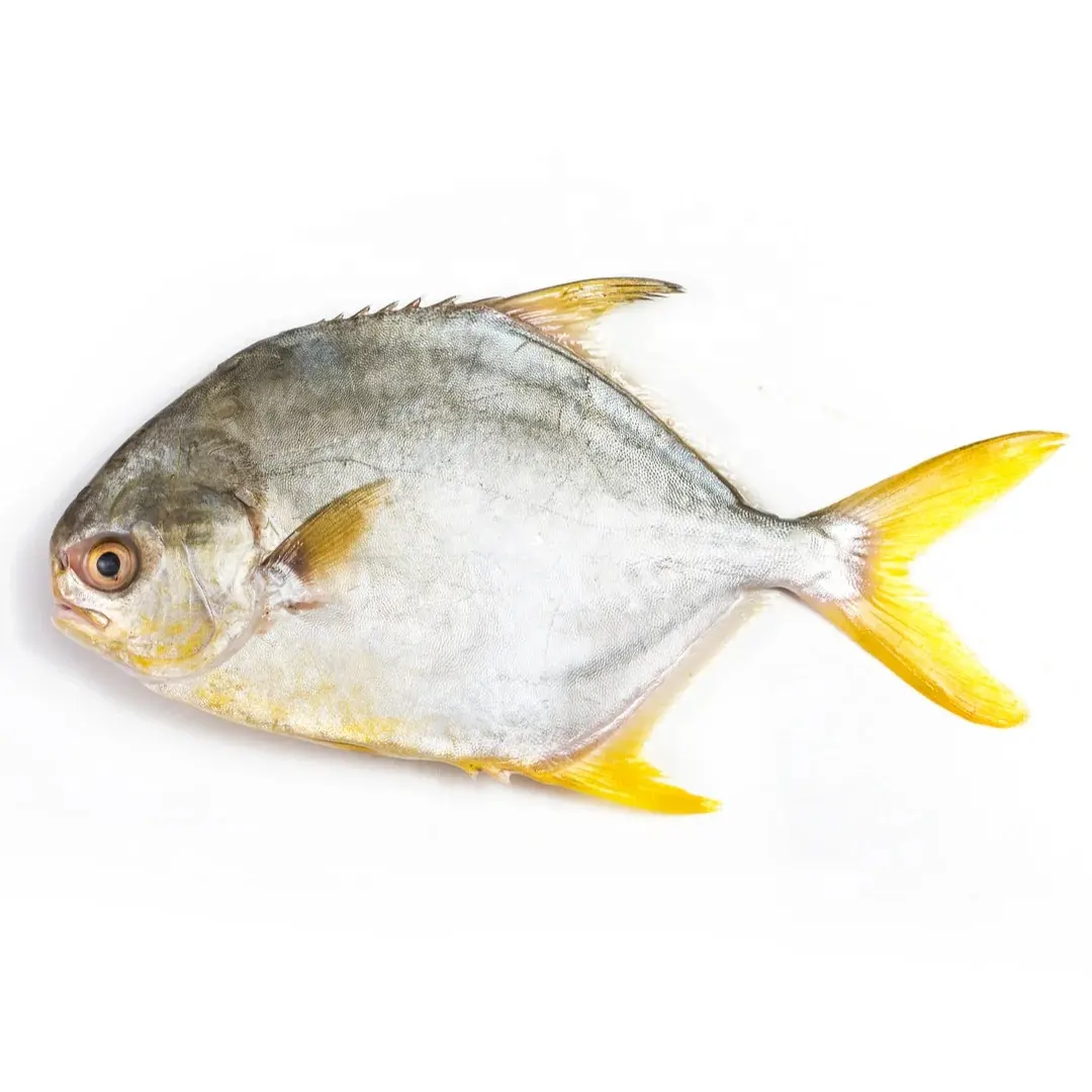 Pompano de peixe Pomfret dourado para o mercado da UE Pompano de peixe dourado congelado para o mercado da UE