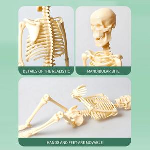גוף האדם גזע שלד מודל צעצוע דיy הרכבה שלד שלד נשלף מבנית נשלפת עם מפרקים עבור צעצוע מחקר - Product Image 4