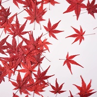 Feuilles d'érable séchées naturelles pressées, colorées, rouges et vertes, pour la résine, l'art, le bricolage, les bijoux, les cartes