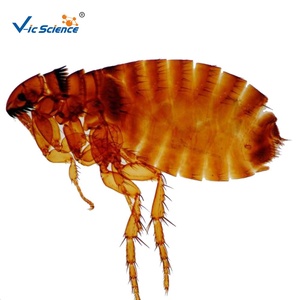 पशु परजीवी अमीबा लोज़ तैयार स्लाइड चिकित्सा विज्ञान परजीवी माइक्रोस्कोप ने ग्लास स्लाइड शिक्षण स्लाइड्स तैयार किया - Product Image 1