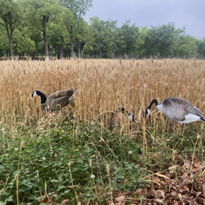Custom Design Waterdichte Uv-Resistente Werfborden Spikkels Ganzenlokvogels Jagen Met Palen - Product Image 2