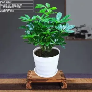 Lotus à sept feuilles en <span class=keywords><strong>pot</strong></span> à bec de canard, plante d'intérieur pour salon, absorbant le formaldéhyde, purifiant l'air, grande plante - Product Image 6