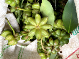 Anís Estrellado <span class=keywords><strong>Gourmet</strong></span>, Selección Premium de Especias, Bolsa de Kraft de 200g, Ideal para Talleres Culinarios, Cocinas Artesanales y Sets de Regalo para Amantes de la Gastronomí<span class=keywords><strong>a</strong></span> - Product Image 4