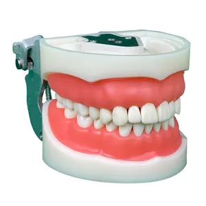 Fábrica Implante Dentário Modelo Dental Dente com Removível 32 Dentes