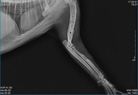 Máquina de Rayos X Digital DR Veterinaria Más Popular, Sistema de Radiografía para Hospitales y Clínicas