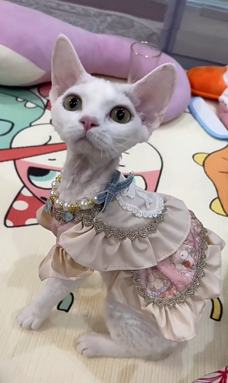 cat princess dress Luxury Lolita Dress for Small Pets Modern Polyester Cat Princess Dress for  Rabbit and Dog for Spring and Summer| Alibaba.com