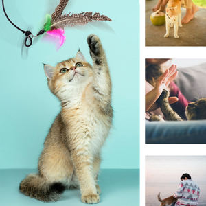 Acero inoxidable portátil para gato gatito juguete <span class=keywords><strong>Teaser</strong></span> telescópico Flirt Pole Playing Rod - Product Image 6