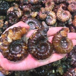 Cuerno de cabra natural Caracol Amonita Fósiles Concha Caracol Fósil Ocean Reliquiae Animal Seashell para la venta - Product Image 3