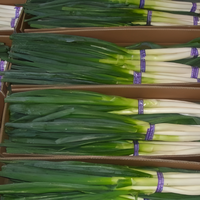 Échalote fraîche Oignon de printemps chinois Légumes frais Poireau vert bon marché à vendre