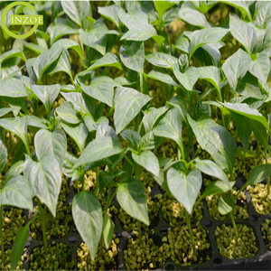 Top <span class=keywords><strong>vendita</strong></span> vassoi di plastica seme per vivaio pianta - Product Image 5