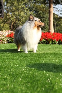 Mật độ cao mới nhất kinh tế cảnh quan <span class=keywords><strong>Turf</strong></span> chống UV - Product Image 6