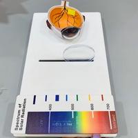 Outil de démonstration de test de lentilles anti-lumière bleue, modèle de section de globe oculaire humain, planche de test du spectre visible HEV UV