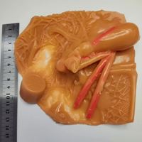 Modèle d'entraînement de la vésicule biliaire humaine KyrenMed modèle de pratique de chirurgie hépatologique en silicone simulateur d'entraînement laparoscopique