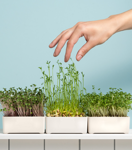 Deluxe coltivi per interni Microgreens Kit personalizzato per <span class=keywords><strong>la</strong></span> cottura in cucina - Product Image 6