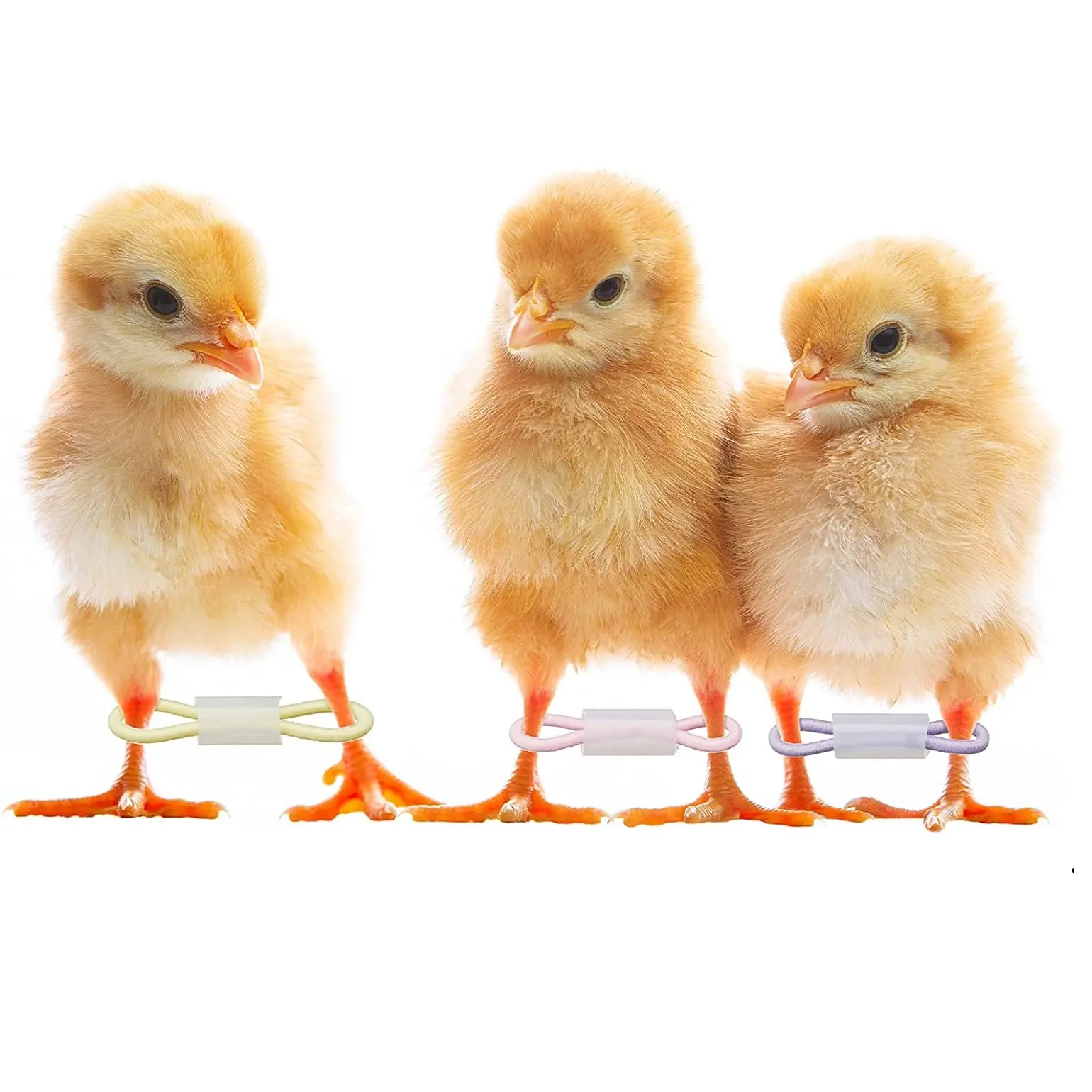 아기 병아리 다리 호블 1 ~ 3 일 새로 부화 된 교차 방지 발의 받침대 다리 수리를위한 닭 교정기