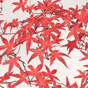 Arbre d'érable rouge artificiel Dream Castle 200 cm+, décoration intérieure et extérieure, plante en plastique PU et soie - Product Image 2