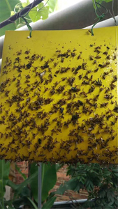 Trampas Adhesivas Ecológicas Amarillas de PP para Control de Plagas, Atrapa Moscas y Mosquitos - Product Image 3